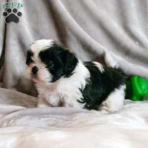 Blossom, Shih Tzu Puppy